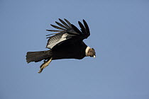 Andean Condor (Vultur gryphus), San Fernando Reserve, Nazca Desert, Peru