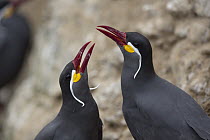Inca Tern (Larosterna inca) pair in courtship display, Isla Pescadores, Peru