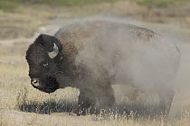 American Bison (Bison bison) adult shaking dust from coat after rolling, National Bison Range, Moise, Montana