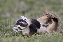 American Badger (Taxidea taxus) rolling on its back, Montana