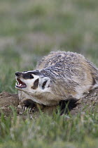American Badger (Taxidea taxus) baring its teeth at den entrance, Montana