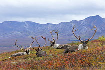 Barren-ground Caribou (Rangifer tarandus groenlandicus) bulls resting on tundra, Denali National Park, Alaska