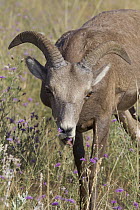 Bighorn Sheep (Ovis canadensis) young ram eating Spotted Knapweed (Centaurea maculosa), Montana