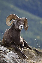 Bighorn Sheep (Ovis canadensis) reclining Ram, Canada