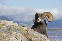 Bighorn Sheep (Ovis canadensis) reclining Ram, Canada