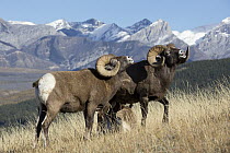 Bighorn Sheep (Ovis canadensis) pair of rams lip-curling during rut, Canada