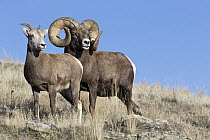 Bighorn Sheep (Ovis canadensis) ram and ewe during rut, Montana