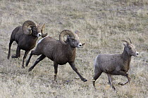 Bighorn Sheep (Ovis canadensis) rams chasing ewe during rut, Montana