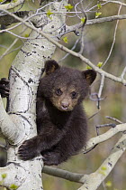 Black Bear (Ursus americanus) cub in Aspen (Populus sp) tree, Canada