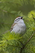 Chipping Sparrow (Spizella passerina) singing atop a Douglas-fir (Pseudotsuga menziesii) tree, Montana