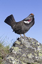 Blue Grouse (Dendragapus obscurus) displaying, Montana