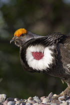 Blue Grouse (Dendragapus obscurus) male displaying, Montana