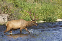 Rocky Mountain Elk (Cervus canadensis nelsoni) bull crossing creek, Montana