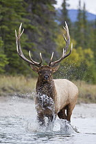 Rocky Mountain Elk (Cervus canadensis nelsoni) bull running downriver, Canada