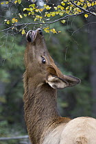 Rocky Mountain Elk (Cervus canadensis nelsoni) female feeding on Aspen (Populus sp) leaves, Montana