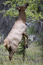 Rocky Mountain Elk (Cervus canadensis nelsoni) female standing on hind legs feeding on Aspen (Populus sp) leaves, Canada