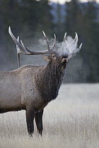 Rocky Mountain Elk (Cervus canadensis nelsoni) bull bugling, Canada