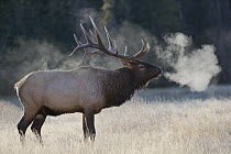 Rocky Mountain Elk (Cervus canadensis nelsoni) bull, Canada