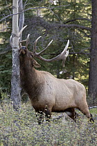 Rocky Mountain Elk (Cervus canadensis nelsoni) bull rubbing against Aspen (Populus sp) tree, Canada