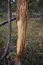 Rocky Mountain Elk (Cervus canadensis nelsoni) damage to a small tree from antler rubbing, Canada
