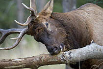 Rocky Mountain Elk (Cervus canadensis nelsoni) bull chewing on Aspen (Populus sp) bark, Canada