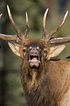 Rocky Mountain Elk (Cervus canadensis nelsoni) bull lip-curling during rut, Canada