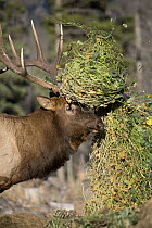 Rocky Mountain Elk (Cervus canadensis nelsoni) bull tossing vegetation in air with antlers during rut, Canada