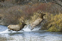 Rocky Mountain Elk (Cervus canadensis nelsoni) two young bulls running through creek, Montana