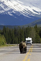Brown Bear (Ursus arctos) walking down road in front of RV, Bow Parkway, Jasper National Park, Alberta, Canada