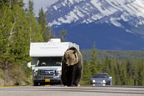 Brown Bear (Ursus arctos) walking down highway in front of cars, Bow Parkway, Jasper National Park, Alberta, Canada