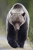 Brown Bear (Ursus arctos) walking, Canada
