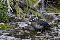 Harlequin Duck (Histrionicus histrionicus) radio-collared female eating a sculpin fish, McDonald Creek, Glacier National Park, Montana