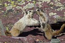 Hoary Marmot (Marmota caligata) pair fighting, Glacier National Park, Montana