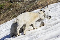 Mountain Goat (Oreamnos americanus) female and juvenile cooling off on snow bank, Glacier National Park, Montana