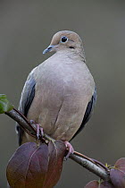 Mourning Dove (Zenaida macroura), Columbus Ohio