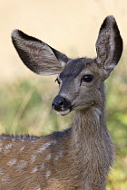 Mule Deer (Odocoileus hemionus) fawn, Montana