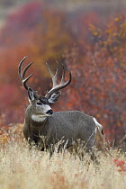 Mule Deer (Odocoileus hemionus) buck, Montana
