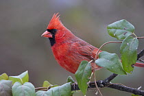 Northern Cardinal (Cardinalis cardinalis) male, Columbus, Ohio