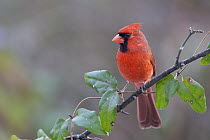 Northern Cardinal (Cardinalis cardinalis) male, Columbus, Ohio