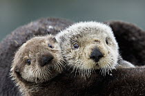 Sea Otter (Enhydra lutris) mother and pup, Prince William Sound, Alaska