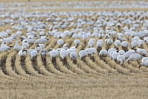 Snow Goose (Chen caerulescens) flock feeding in Two-rowed Barley (Hordeum vulgare) field, Montana