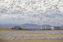 Snow Goose (Chen caerulescens) flock flying and feeding in Two-rowed Barley (Hordeum vulgare) field, Montana
