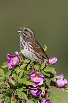 Song Sparrow (Melospiza melodia) male singing, Montana