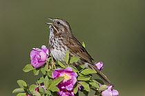 Song Sparrow (Melospiza melodia) male singing, Montana