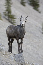 Stone Sheep (Ovis dalli stonei) female, British Columbia, Canada