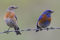 Western Bluebird (Sialia mexicana) male and female on barbed wire, Montana