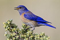Western Bluebird (Sialia mexicana) male singing, Montana
