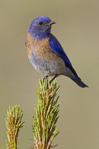 Western Bluebird (Sialia mexicana) male in Ponderosa Pine (Pinus ponderosa), Montana