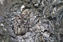Western Screech Owl (Megascops kennicottii) in Cottonwood (Populus sp) tree cavity, Montana
