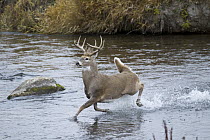 White-tailed Deer (Odocoileus virginianus) buck running through creek, Montana